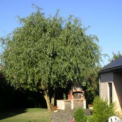 Salix babylonica, Salix alba tristis